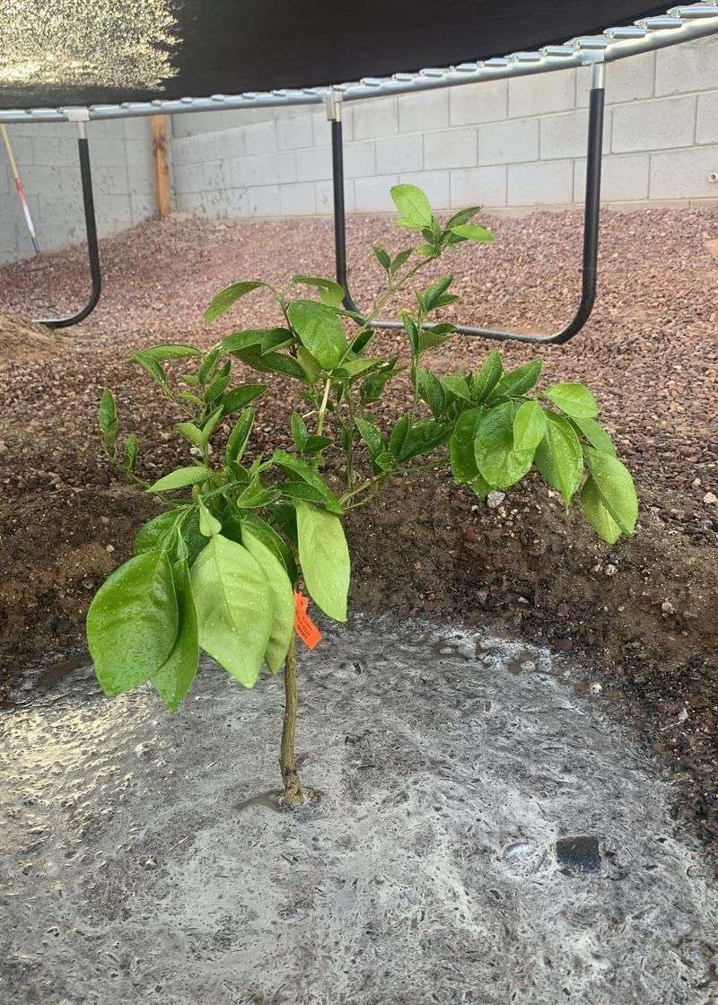 An Easy, Low-Risk Amendment For Homeowners During Dormant Season