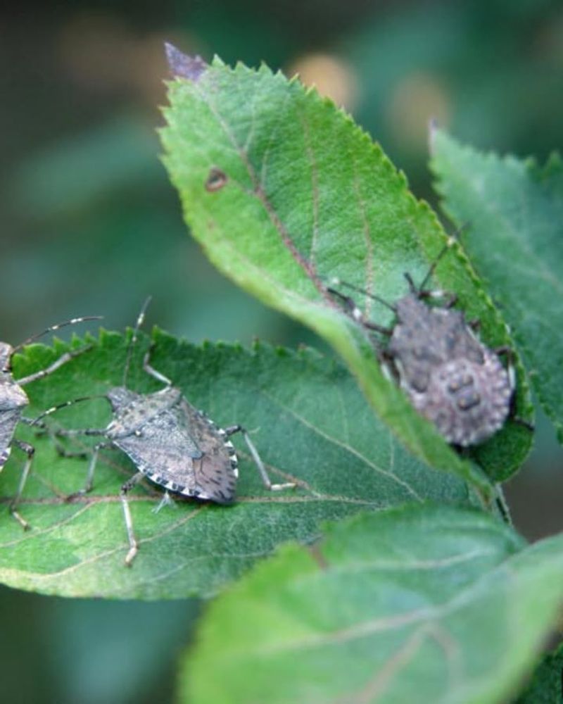 Physical Removal Is Safer Than Squashing