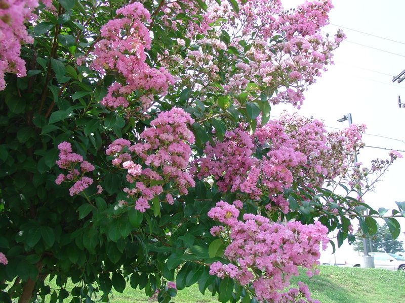 Protects Against Cold Damage In North Carolina Winters