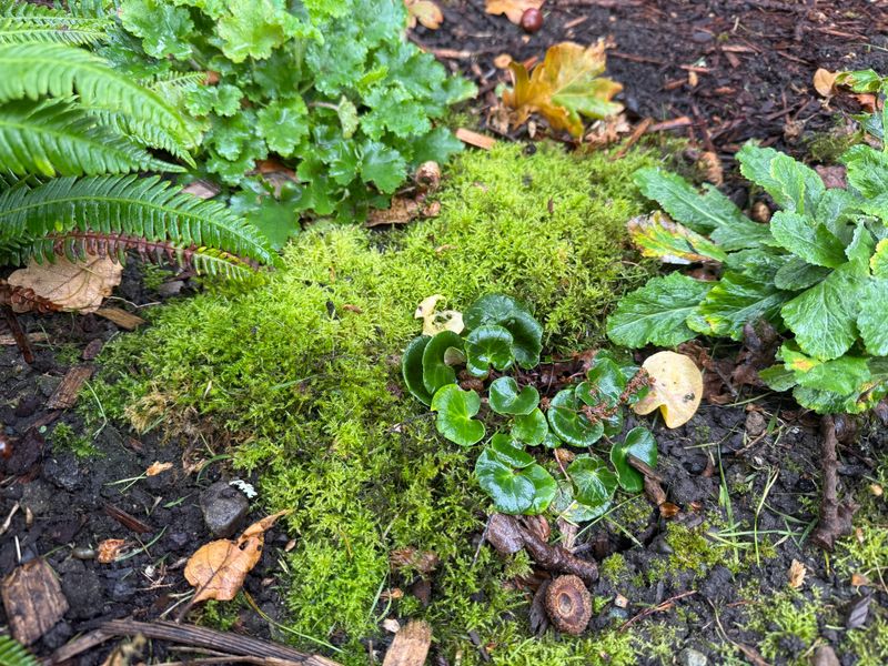 Adds Year-Round Color and Texture