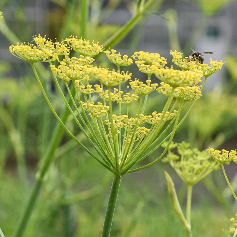 Wild Fennel (Foeniculum Vulgare)