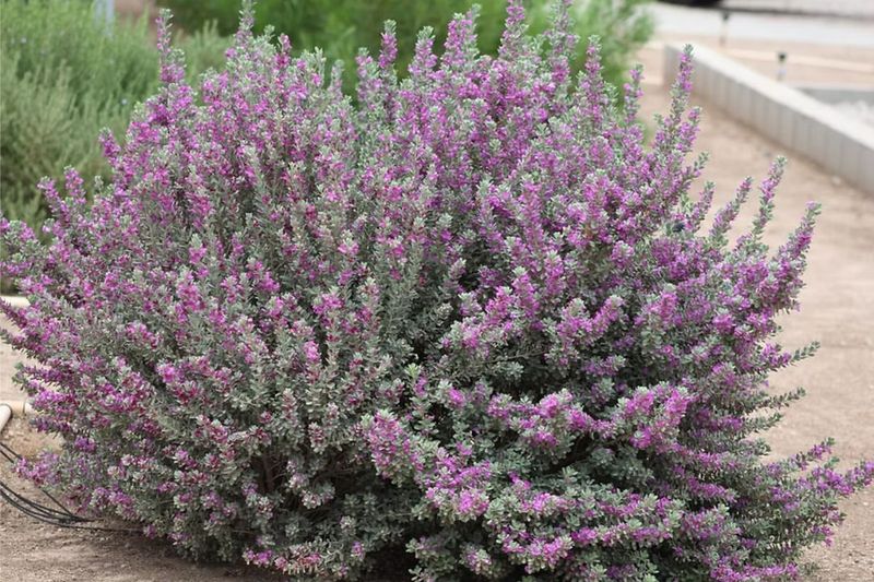 Texas Sage: The Calm Optimist