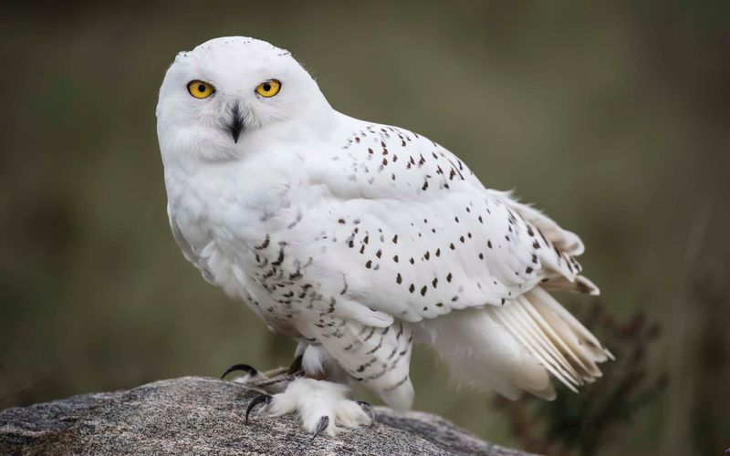 Distinctive Features Set Them Apart