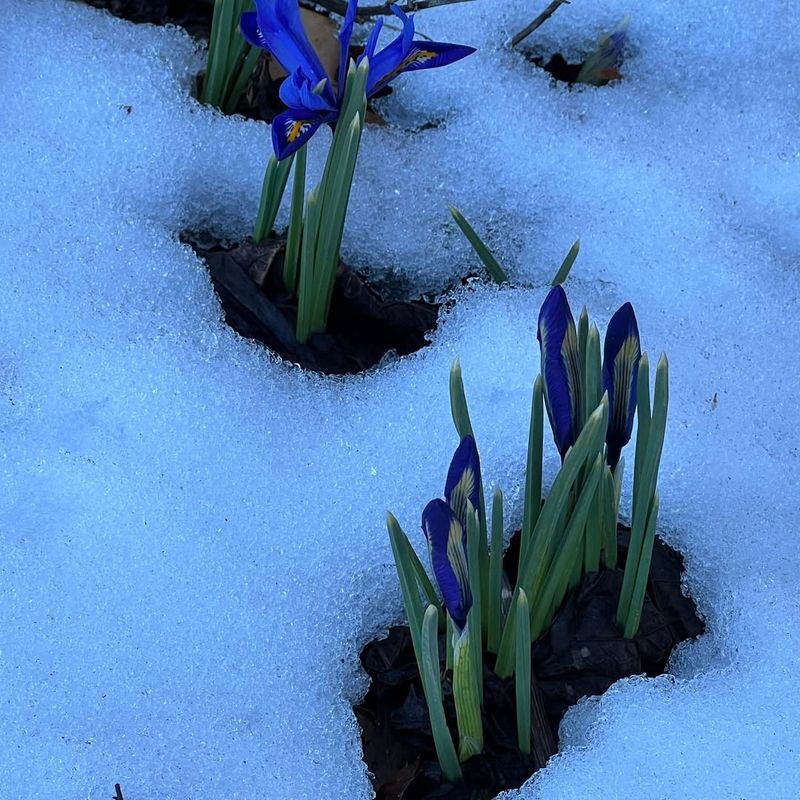 Crocus Bulbs Push Through Snow With Vibrant Colors