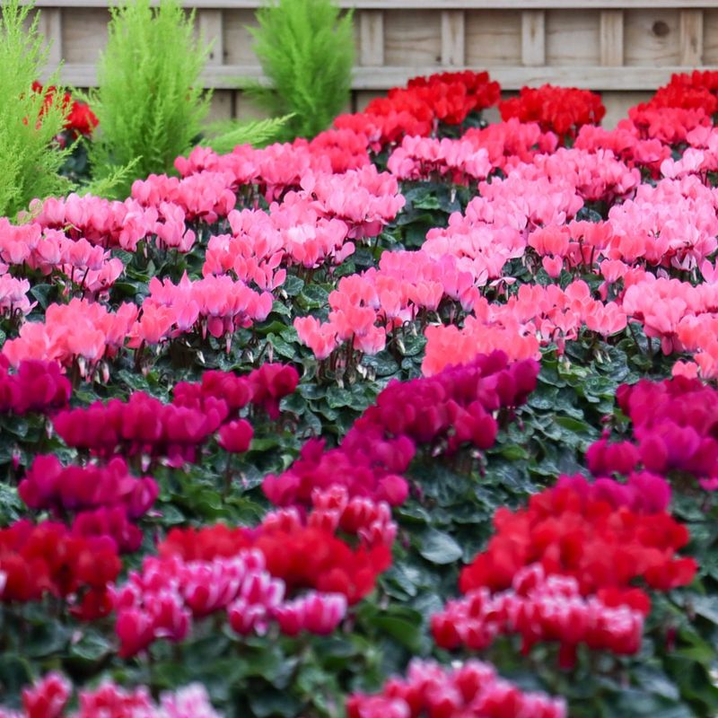 3. Cyclamen