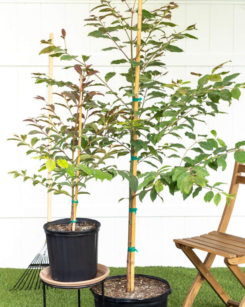 Nursery Display Lots In Warm Zones