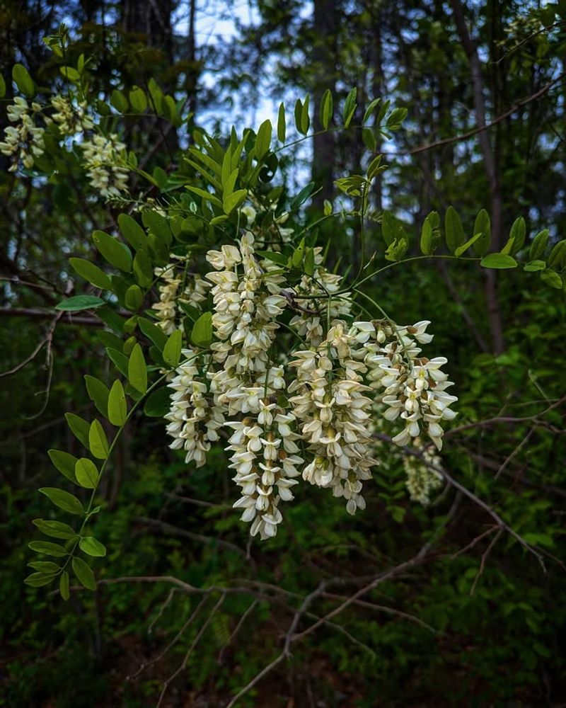 Black Locust (Robinia Pseudoacacia)