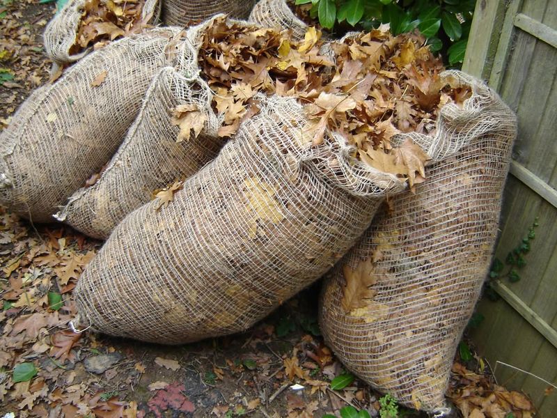 Use Fallen Leaves as Free Mulch