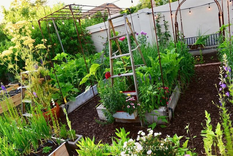 Relocate Volunteer Seedlings To Desired Garden Spots