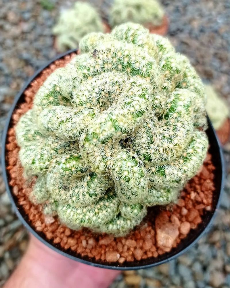 Unique Addition To Trendy Succulent Collections