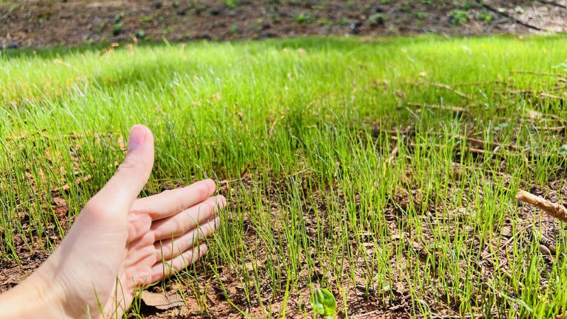 When To Reseed Damaged Areas