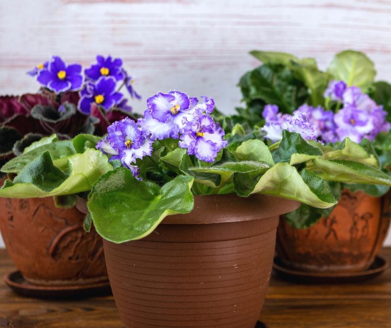 Humidity Control Protects Leaf Health