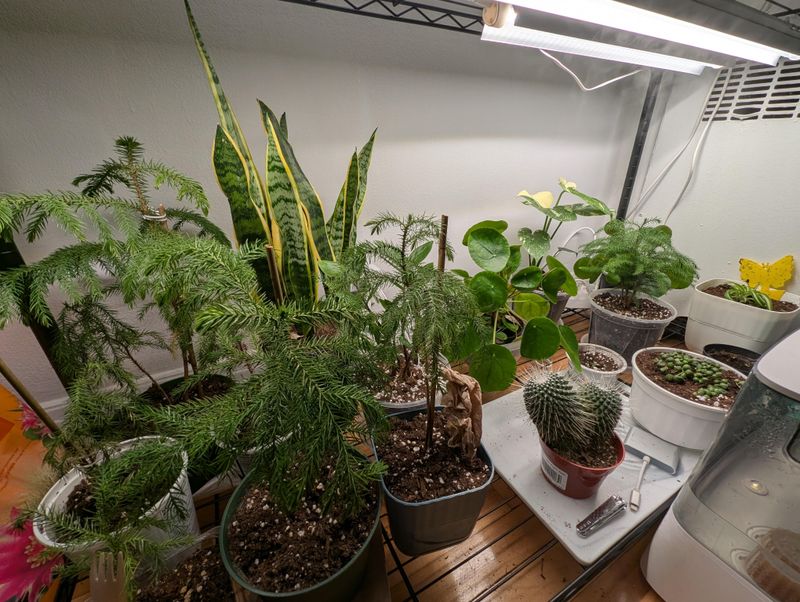 Humidity Levels Matter More Than You Think