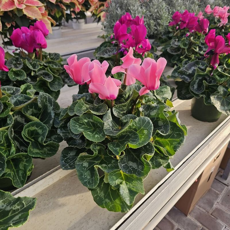 Why Bottom Watering Works Best