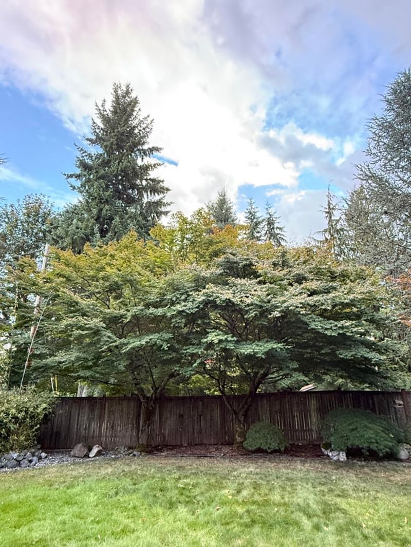 Overhanging Branches May Give You Some Rights