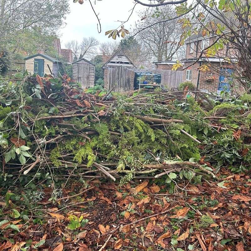 Branches And Debris Belong To The Tree Owner