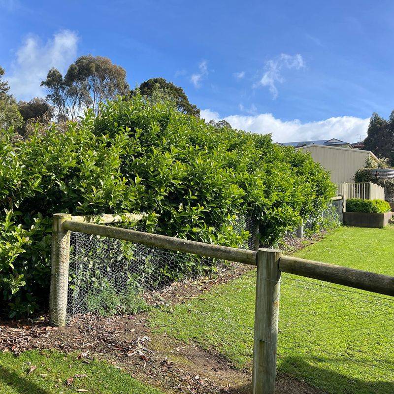 Overhanging Branches Give You Specific Trimming Rights