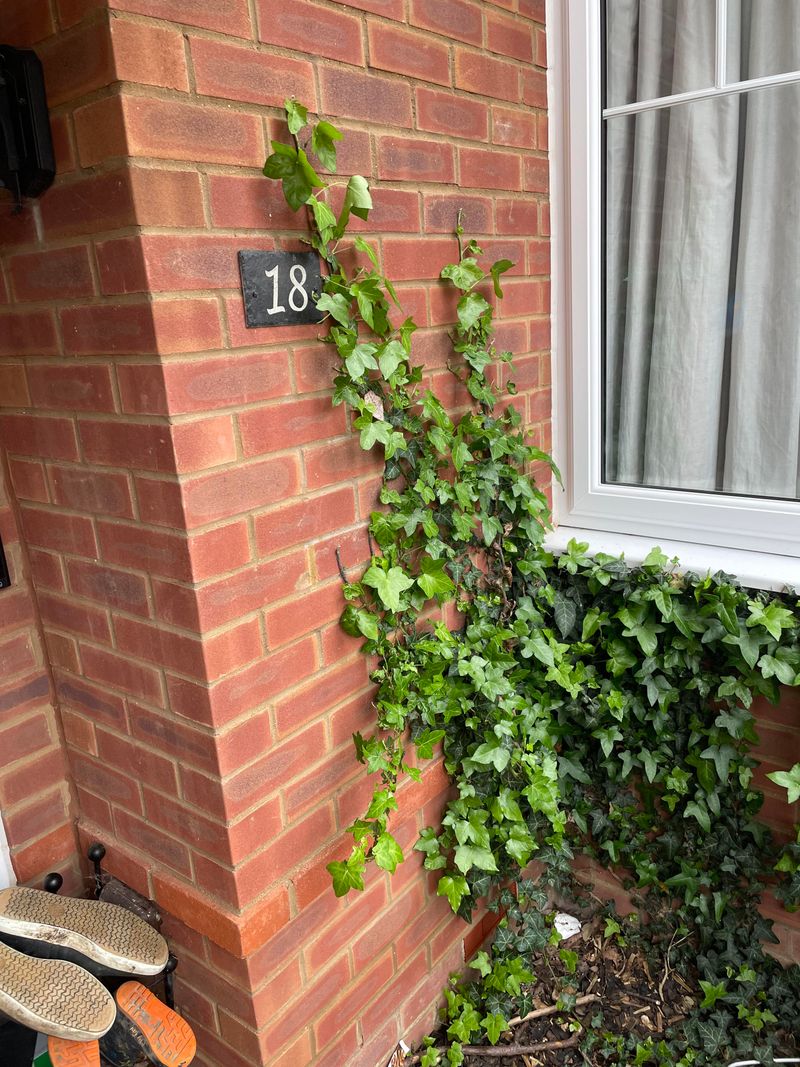 Damage From Ivy Can Be Expensive