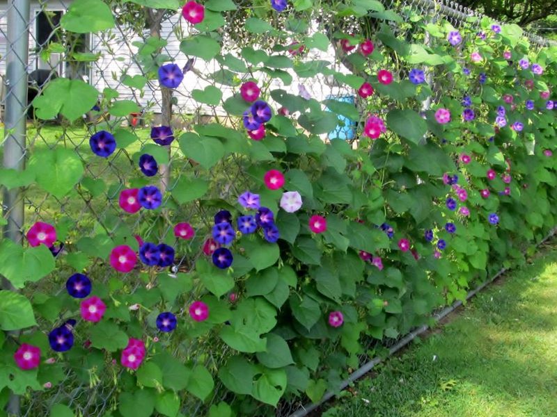 You Can Cut Vines At The Boundary Without Permission