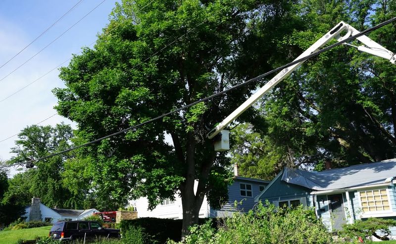 You Can Trim Overhanging Branches on Your Side