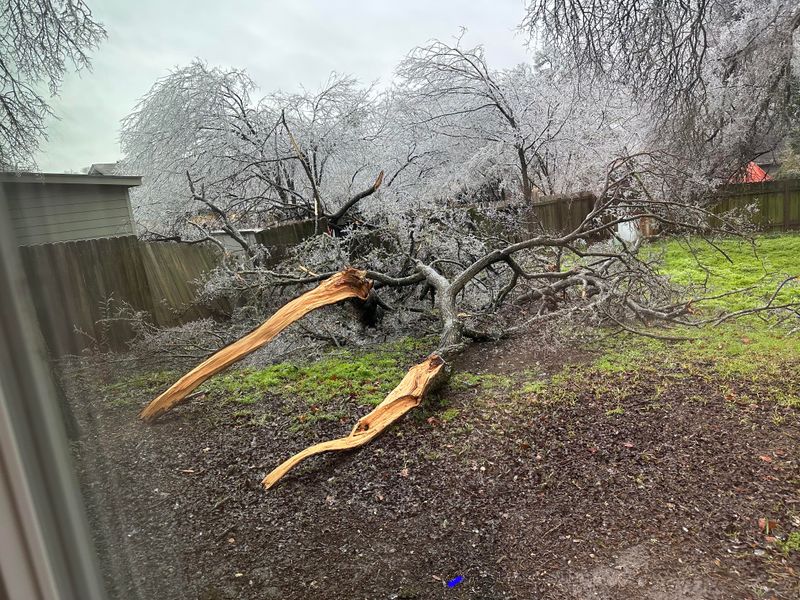 Homeowners Insurance Typically Covers Tree Damage to Your Property