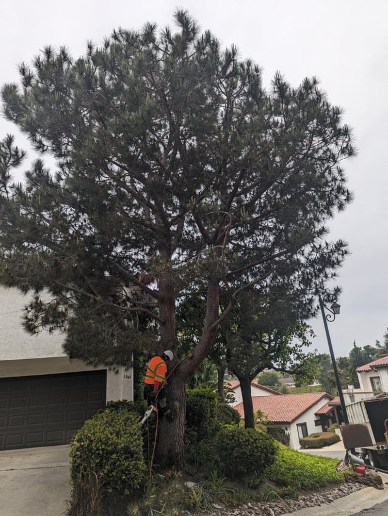 Tree Owners Are Not Automatically Liable