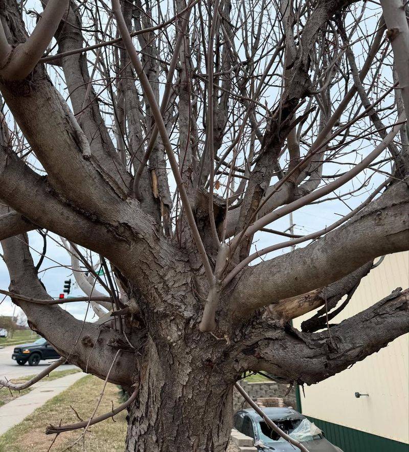 You Can Trim Branches That Cross Your Property Line