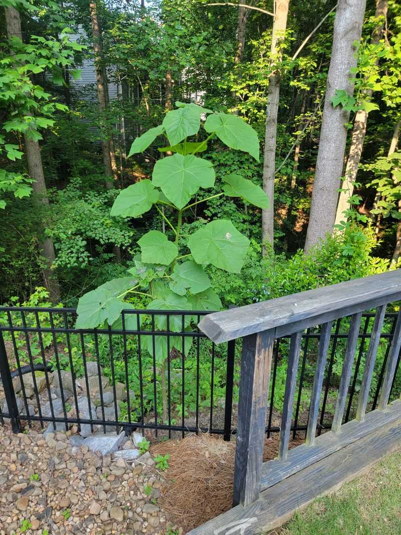 Root Systems Cause Hidden Fence Damage