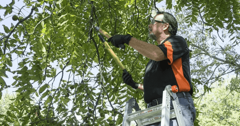 Branches Hanging Over Property Lines Can Be Trimmed