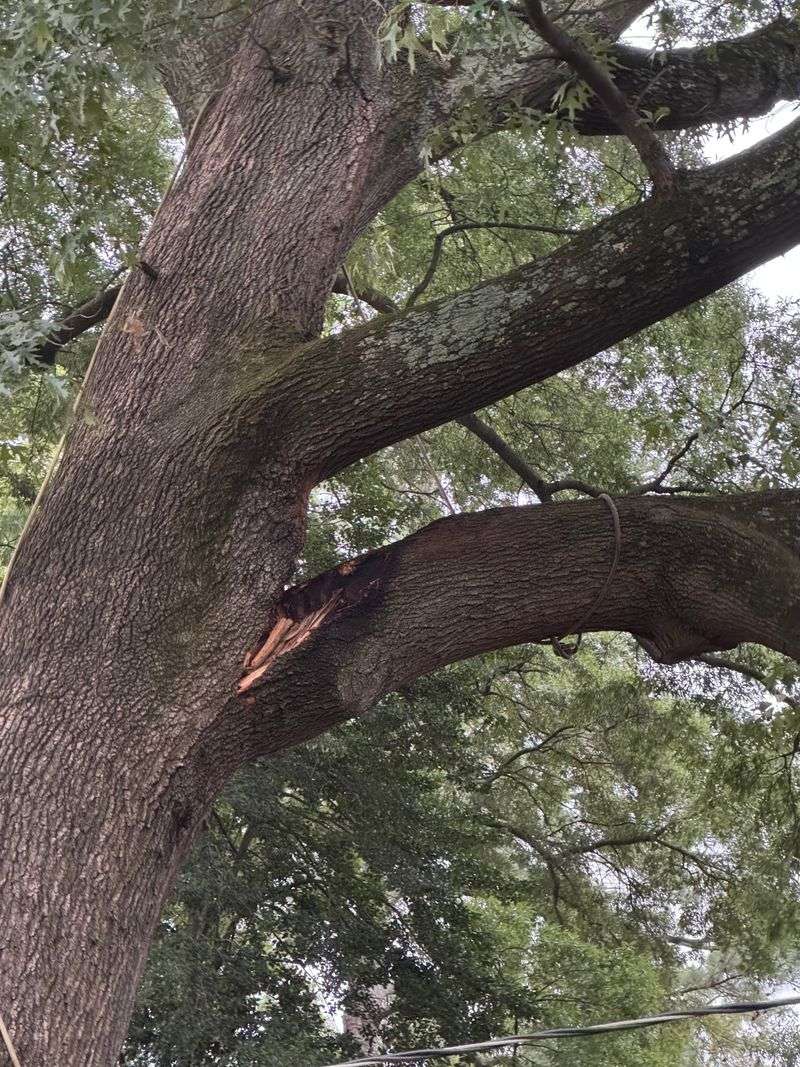 Overhanging Branches Give You Trimming Rights