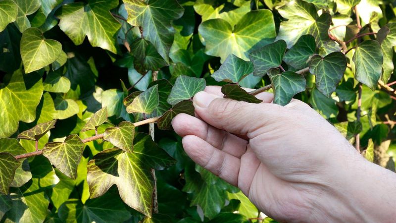 Removal Requires Persistence And The Right Techniques