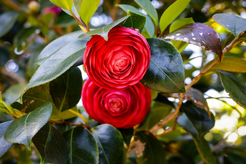 Avoid Heavy Pruning During Bloom Season