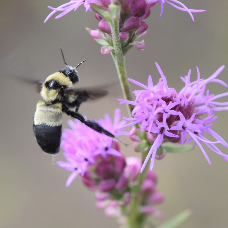Learn About Wisconsin's Native Pollinators