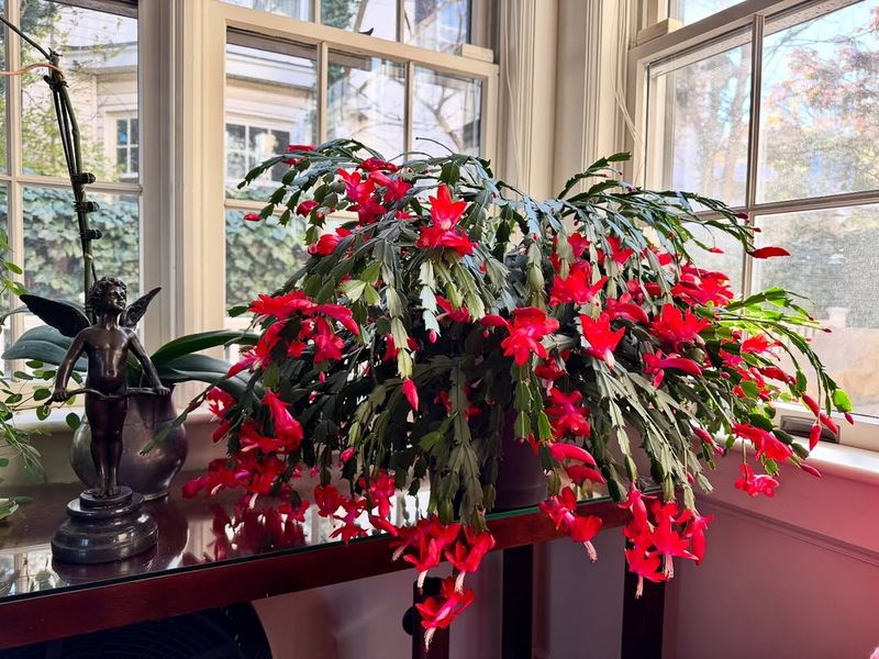 Avoid Touching Or Handling Buds And Flowers