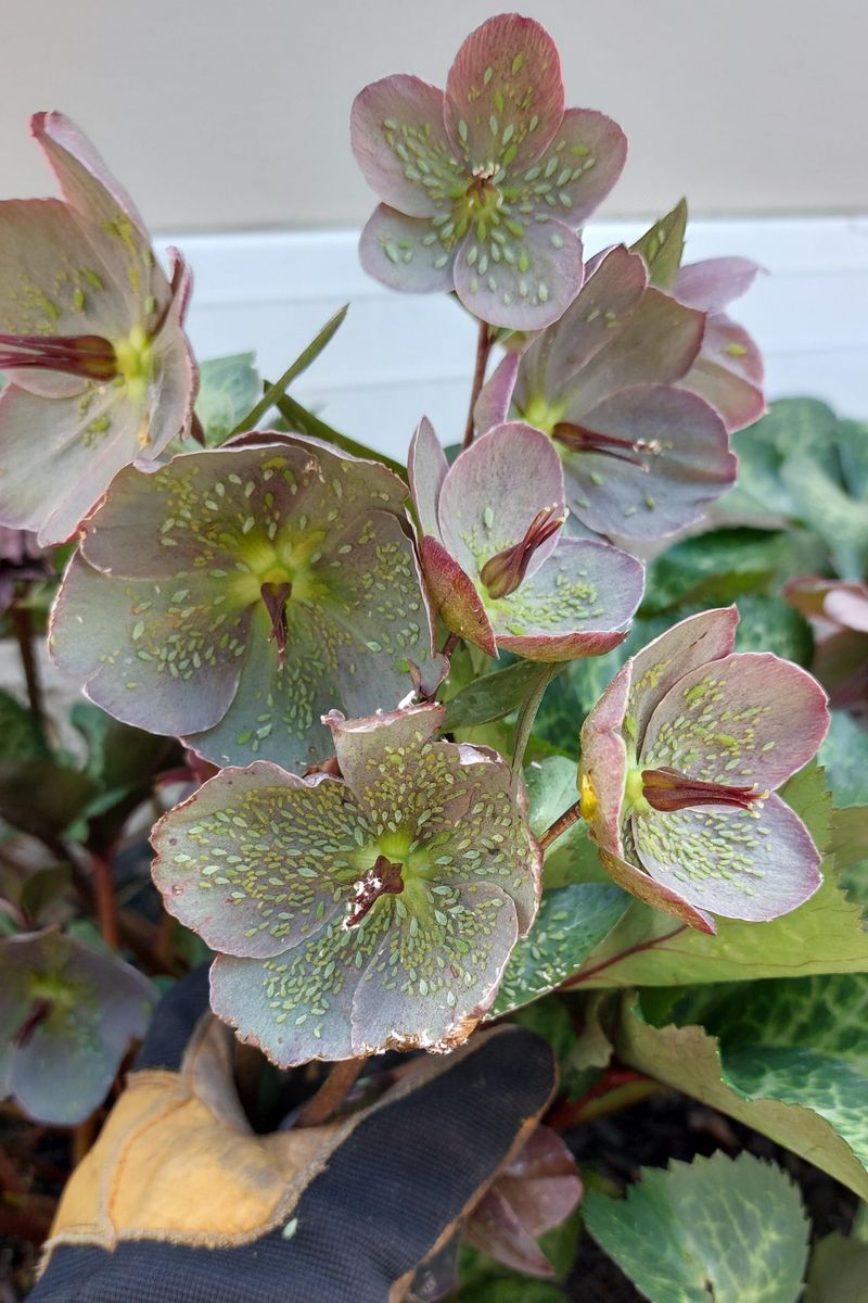 Watch For Pests That Stay Active In Winter