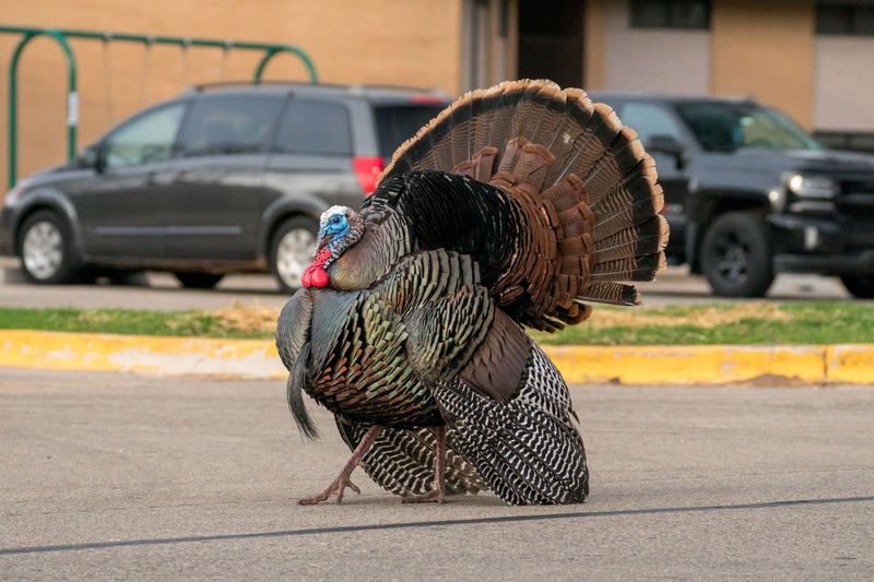 Be Extra Cautious During Breeding Season