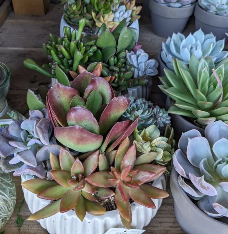 Refresh And Rebuild When Plants Outgrow The Space