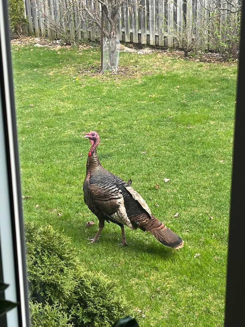 Secure Your Yard And Remove Attractants