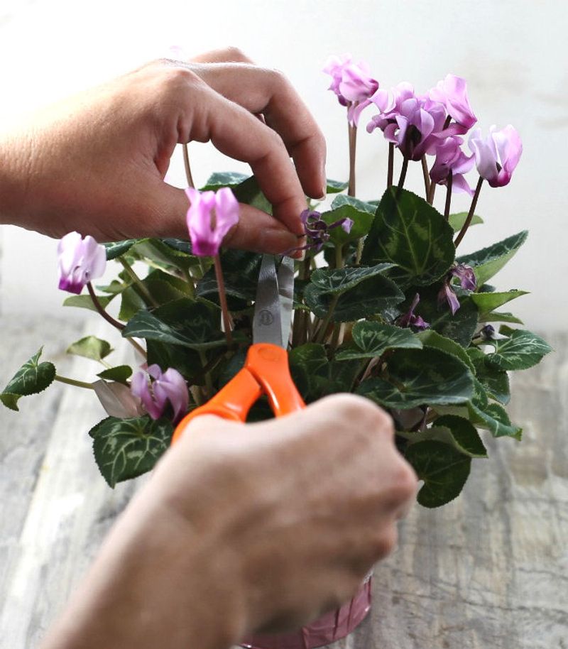 Deadhead Spent Blooms And Maintain Regular Grooming
