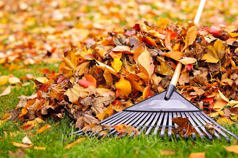 Clean Up Fallen Debris To Reduce Winter Pests And Disease
