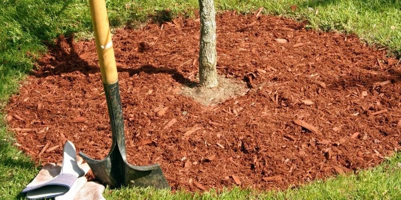 Mulch Around The Base Properly