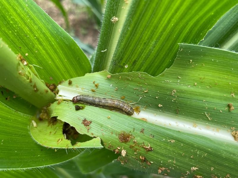 Plan For Future Prevention