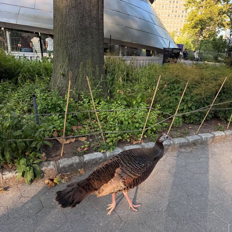 Secure Potential Food Sources Around Your Property