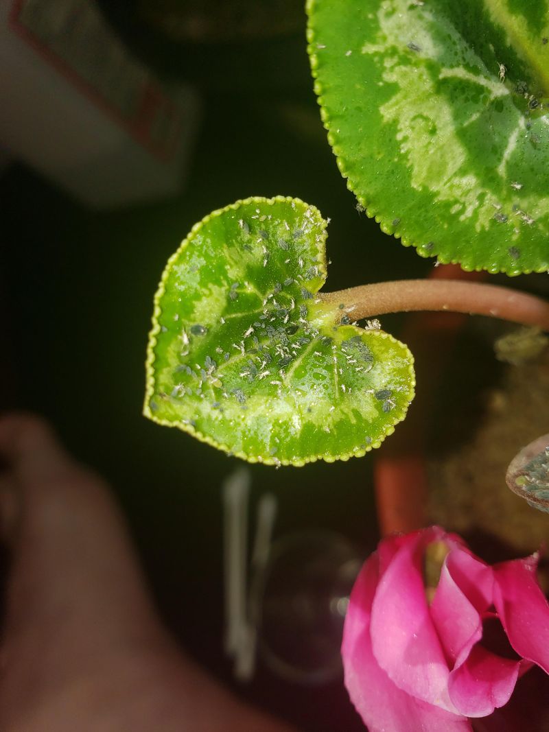 Watch for Common Pests and Address Quickly