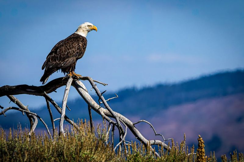 American Bald Eagle