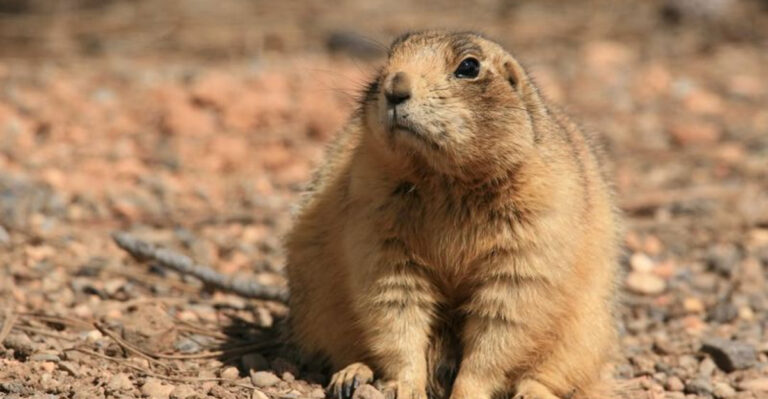 Prairie Dog