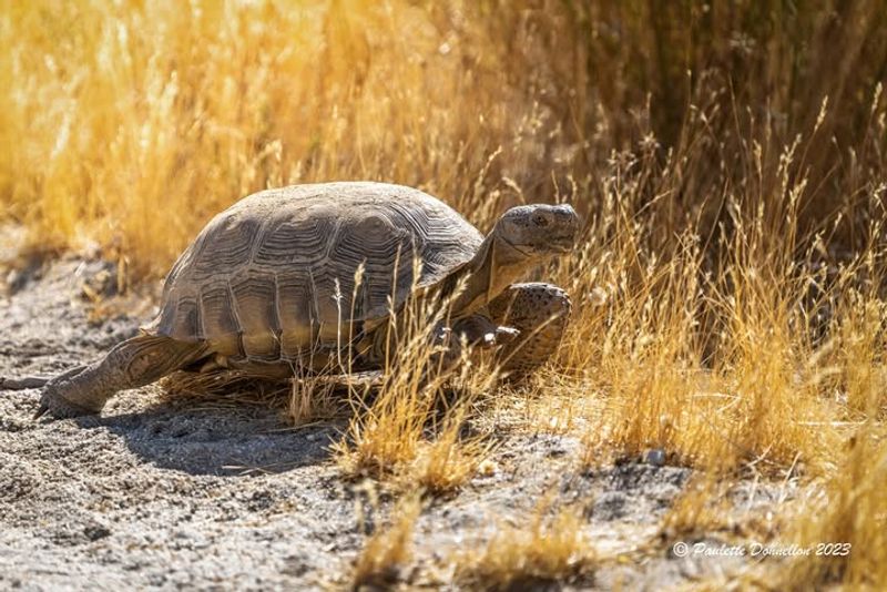 Desert Tortoise