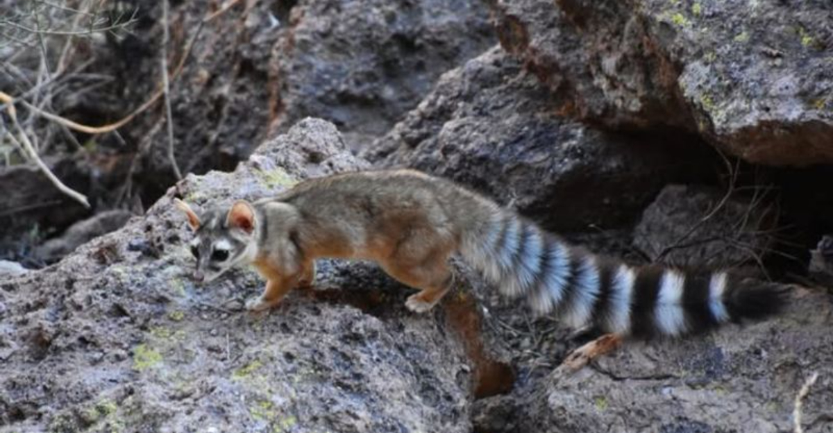 Protected Creatures Arizona Law Says Homeowners Are Not Allowed To Remove