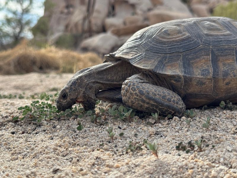 Desert Tortoise
