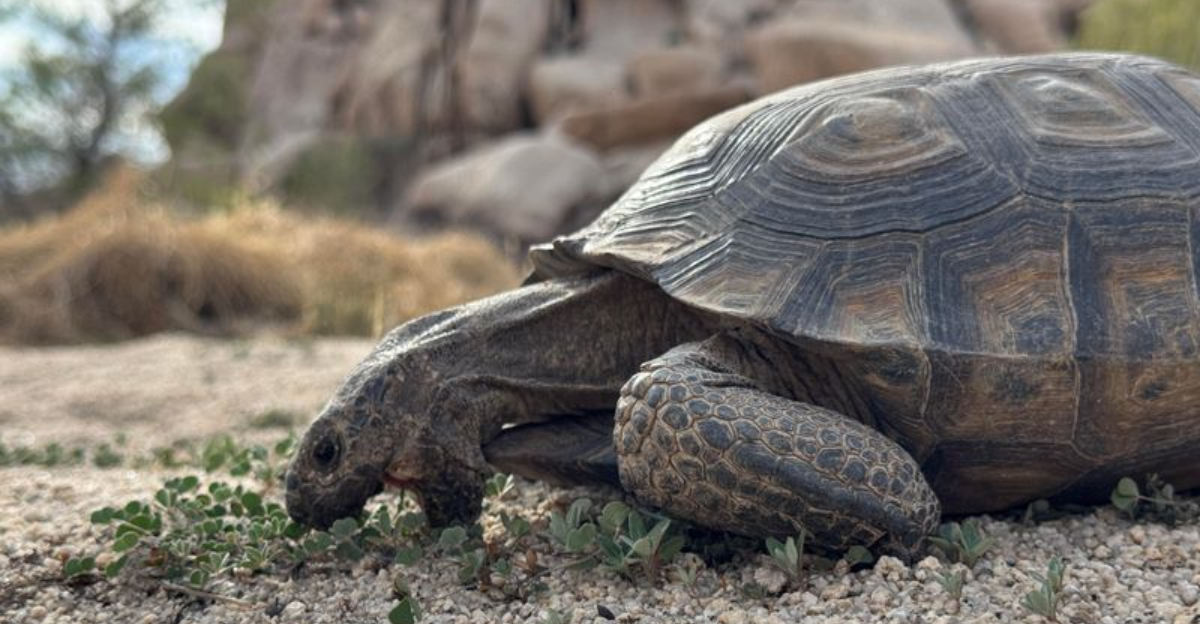 turtle (featured image)